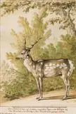 Johann Elias Ridinger, A deer in the undergrowth, 1750, watercolour over pencil on handmade paper, unframed, in passe-partout