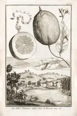 Johann Christoph Volckamer, Nürnbergische Hesperides, 2 Bände