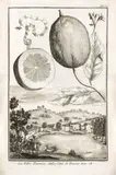 Nürnbergische Hesperides, 2 Bände by Johann Christoph Volckamer, sold Jun 2017