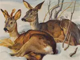 Norbertine Bresslern-Roth, Rehe