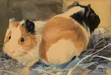 Norbertine Bresslern-Roth, Guinea pigs
