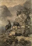 Franz Xaver von Pausinger, Chamois in the high mountains