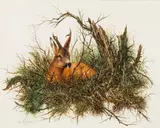Hubert Weidinger, Lying roebuck, 1983, watercolour on paper