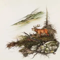 Hubert Weidinger, Bellowing stag, 1980, watercolour on paper