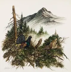 Hubert Weidinger, Courting capercaillie cock, 1984, watercolour on paper