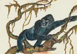 Gorilla by Gisela Neven du Mont, 2008, Aquarell auf Papier; gerahmt, sold Mar 2017