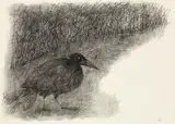 Paul Flora, A raven, India ink on paper