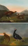 Blackcox and partridges (a pair) by follower of Philipp Ferdinand de Hamilton, oil on panel, sold Oct 2016