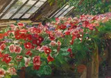Olga Wisinger-Florian, Gloxinias in the glasshouse of Castel Grafenegg (Lower Austria), oil on cardboard