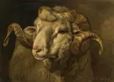 Heinrich von Zügel, Ram's head