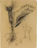 Movement: Plant: Rhythms of Growth by Erika Giovanna Klien, 1932, black chalk on yellow toned paper, sold Jun 2016