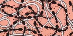 Peter Kogler, Untitled (Ants), 2003, screen prints, acrylic on canvas; unframed
