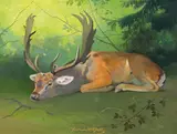 Ferdinand Karl Gold, Damhirsch, Öl auf Leinwand auf Karton
