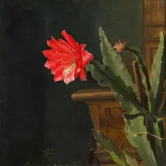 Blühender Kaktus by Niels Peter Rasmussen, 1909, Öl auf Leinwand, sold Feb 2016