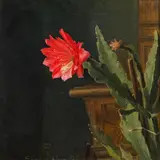 Niels Peter Rasmussen, Blühender Kaktus, 1909, Öl auf Leinwand