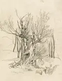 Tina Blau, Prater, Baumstudie, 1881, Bleistift auf Papier; ungerahmt