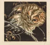 Owl by Norbertine Bresslern-Roth, colour linocut on paper, unframed, sold Nov 2015