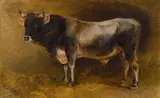 Friedrich Gauermann, Study of a bull