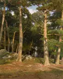 Hugo Darnaut, Pines in the evening sun, oil on cardboard