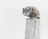 Ramona Schnekenburger, Owl