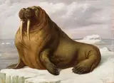 Theodor Breitwieser, Walrus, oil on cardboard