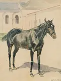 Ludwig Koch, Black horse