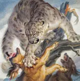 Norbertine Bresslern-Roth, Snow leopard