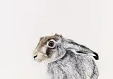 Ramona Schnekenburger, Rabbit