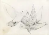 Leherb, Doves, pencil and charcoal on paper; unframed