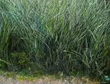 Andrea Kasamas, Nature, 1989, oil on canvas