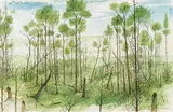 Anton Lehmden, Woodland