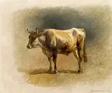 Friedrich Gauermann, Steer