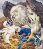 Norbertine Bresslern-Roth, Eagle