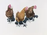Ramona Schnekenburger, Chickens