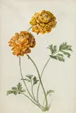 Leopold Brunner, Mixed lot: 3 pieces, watercolour on paper