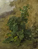 Remigius Adrianus Haanen, Study of a plant