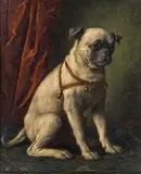Josef Büche, Pug dog, oil on canvas