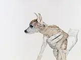 Ramona Schnekenburger, Fawn