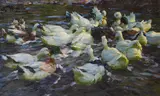 Alexander Koester, Eighteen ducks on the water