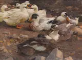 Alexander Koester, Neun Enten am Teichufer, Wohl vor 1900, Oil on canvas