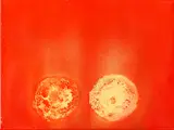 Otto Piene, Twins, 2006/07, Oil, fire, soot on canvas