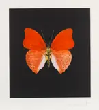 Butterfly by Damien Hirst, 2008, Etching and aquatint, sold Dec 2019