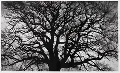 Untitled (Tree) by Robert Longo, 2018, Pigment print on paper, firmly mounted on backi..., sold Dec 2019