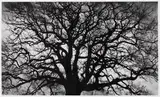Untitled (Tree) by Robert Longo, 2018, Pigment print on paper, firmly mounted on backi..., sold Dec 2019