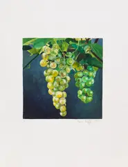 Karin Kneffel, Ohne Titel (Trauben), 1995, Watercolor
