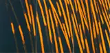 Leon Tarasewicz, Untitled (Triptychon)