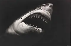 Robert Longo, Untitled (Shark 15), 2008, Charcoal drawing