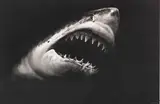 Robert Longo, Untitled (Shark 15), 2008, Charcoal drawing