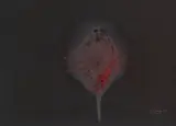 Otto Piene, Ohne Titel, 1967, Mixed media