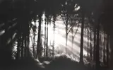 Robert Longo, In the Garden (Et in Arcadia Ego), 2014, Pigment print